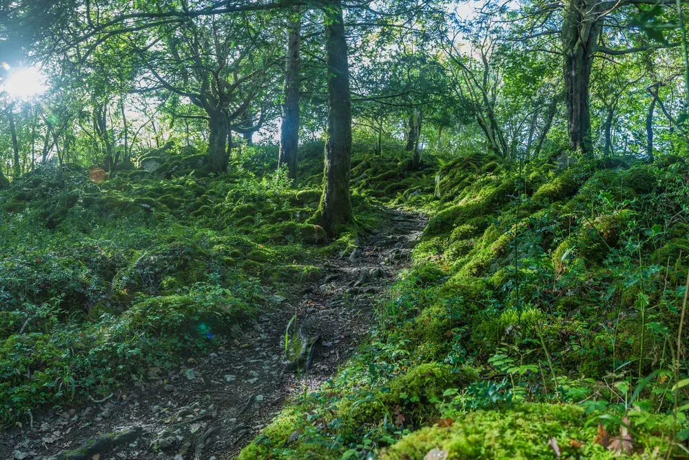 Moss-covered woodland in Killarney National Park, Ireland